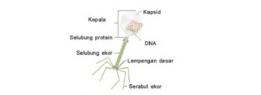 Viruscorona Bagaimana Caranya Kita Dapat Bersosialisasi Di Kehidupan Masyarakat By Annisa Puspitasari Medium