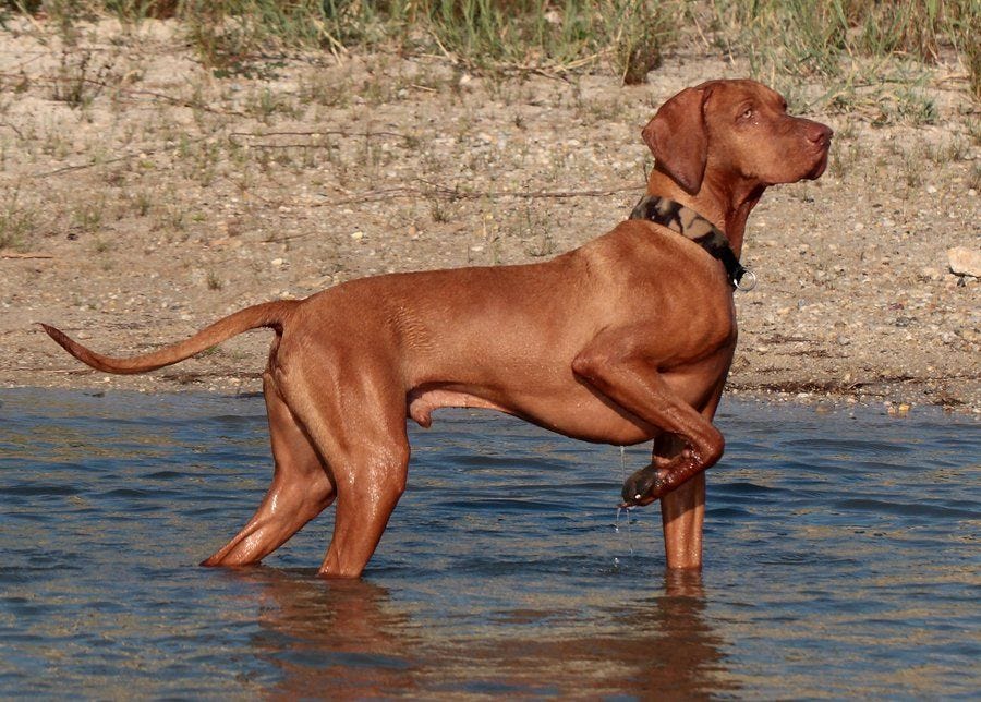 gun dog breeds pictures