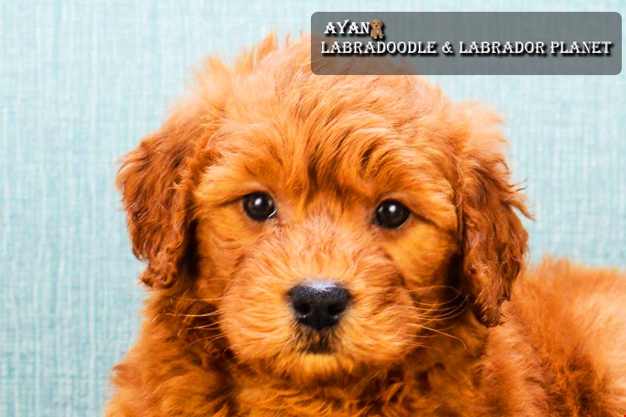 Australian Labradoodle Puppies For Sale are Available in ...