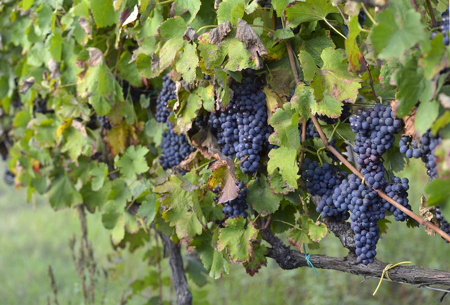 Grape Notes Merlot. The temperatures are cooler, the food??? by Maria