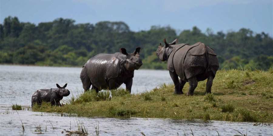 interesting-facts-about-kaziranga-national-park-that-you-should-know