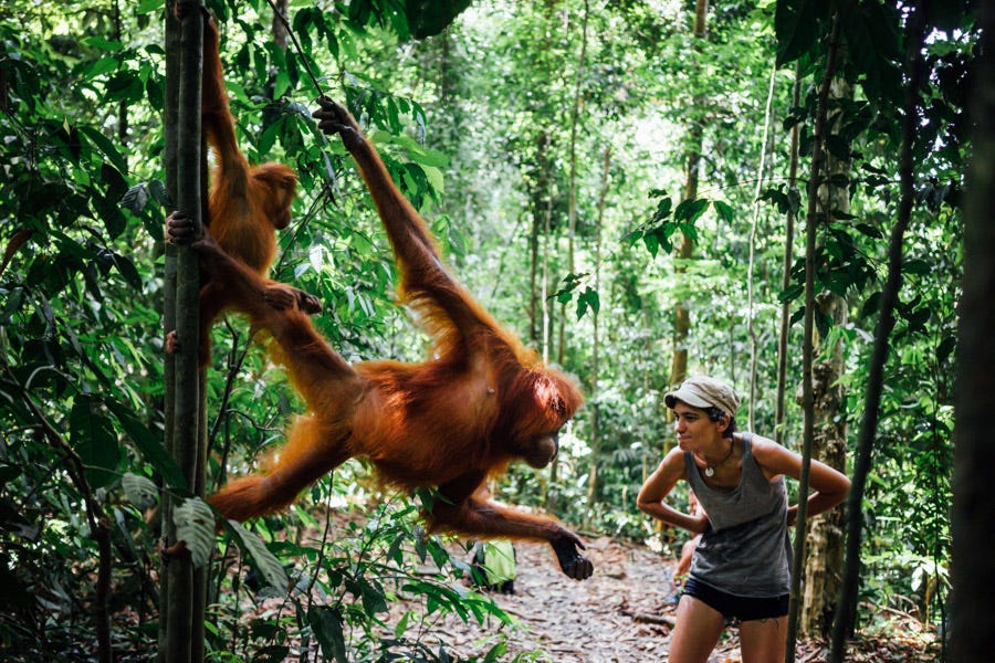 bukit lawang