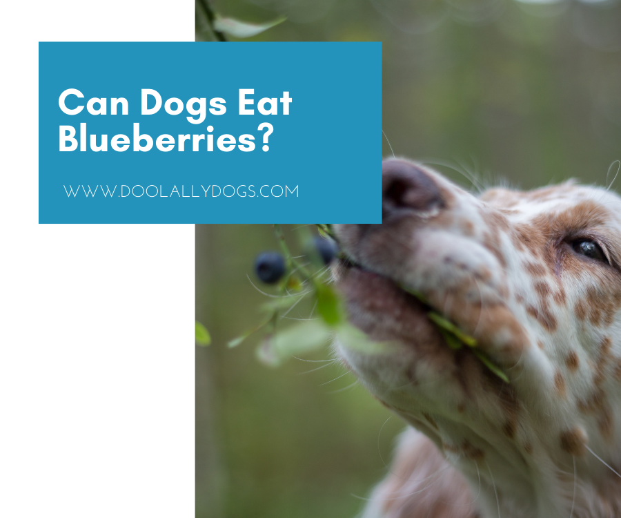 can you feed a dog too many blueberries