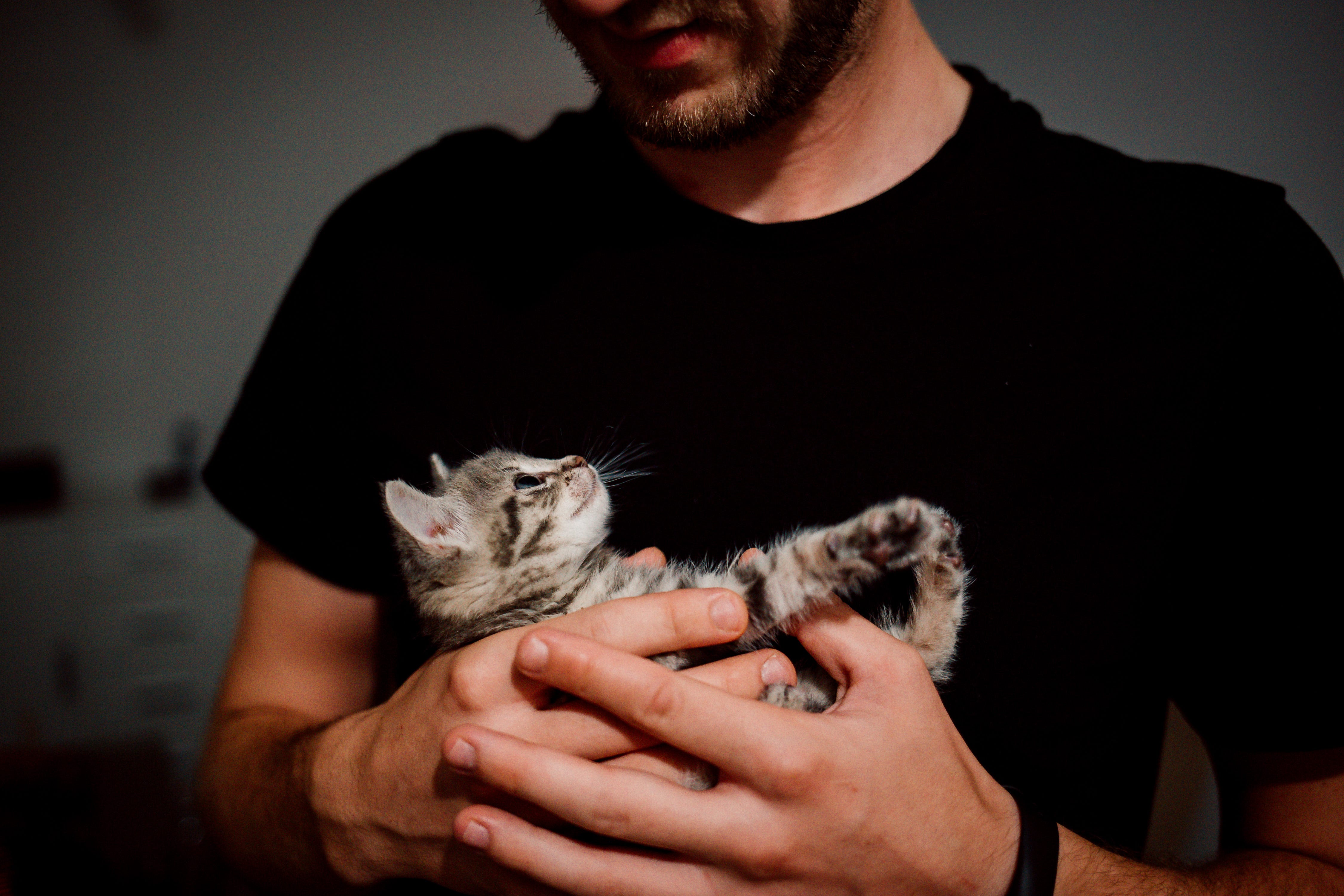 Famous Cat Daddies Throughout History By Brandy Bauer Medium