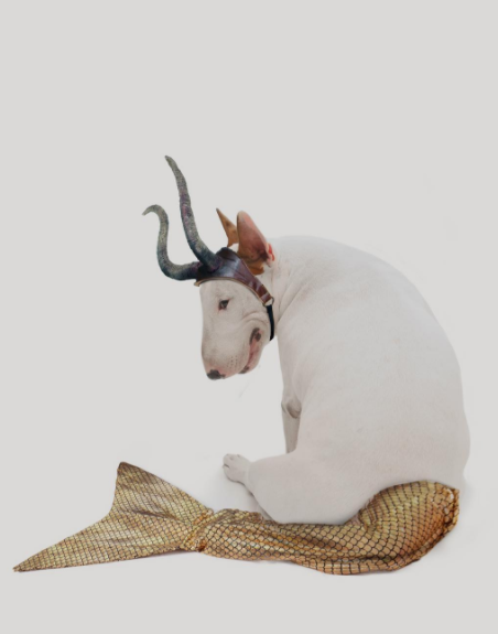 Jimmy The Bull Terrier Dog His Human Rafael Mantesso - 