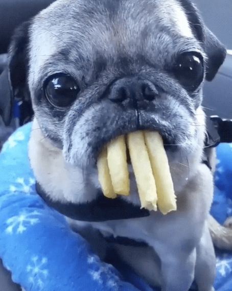can my dog eat french fries