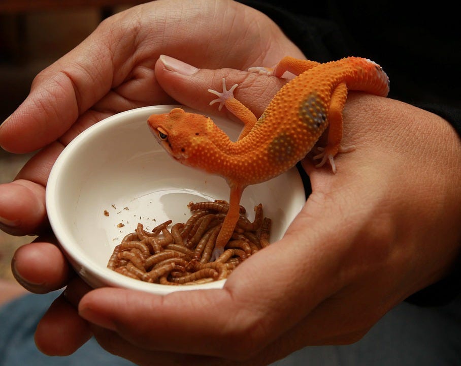 Leopard Gecko Eating Shed : Eublepharis Wikipedia : Maybe you would like to learn more about one of these?