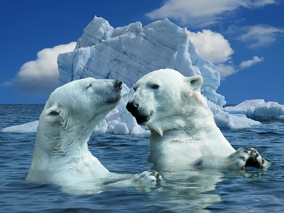 Polar Bears: Some Interesting Facts.