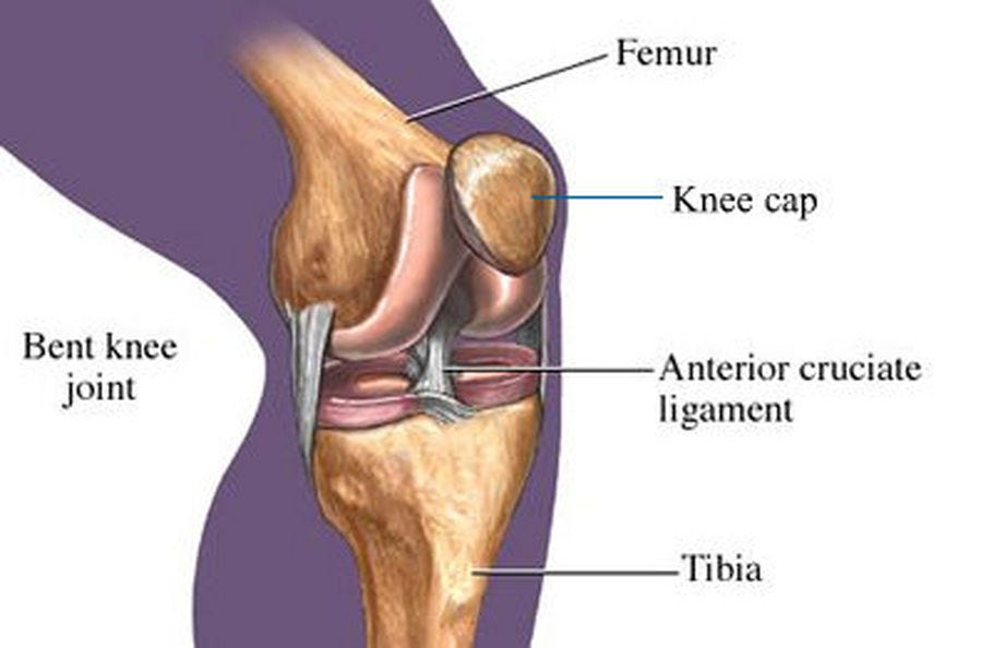 The Normal Knee Joint The Important Ligaments That Stabilize By The Joint Clinic Medium