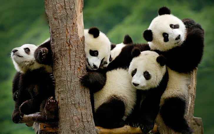 Panda Family