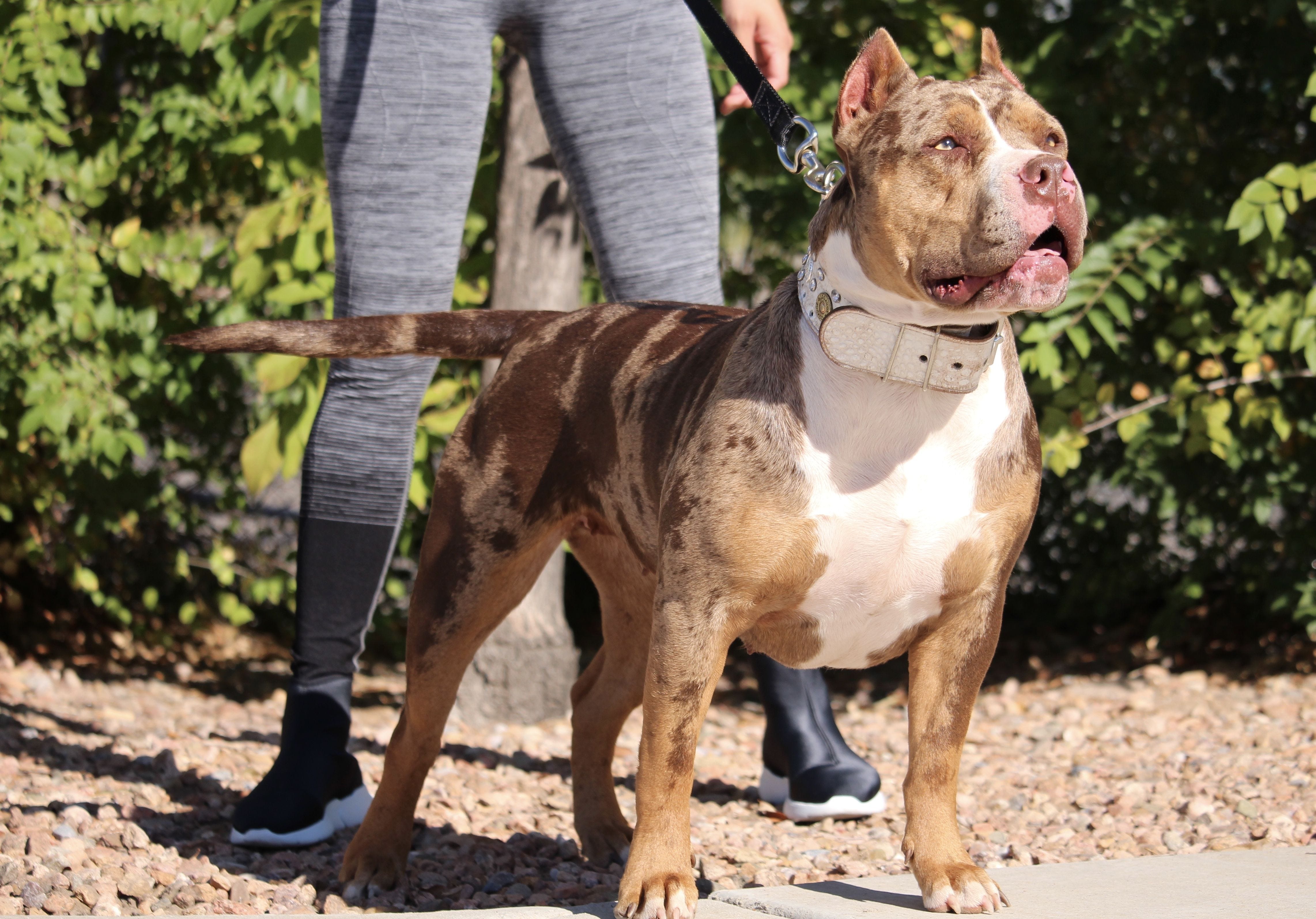 american pitbull merle