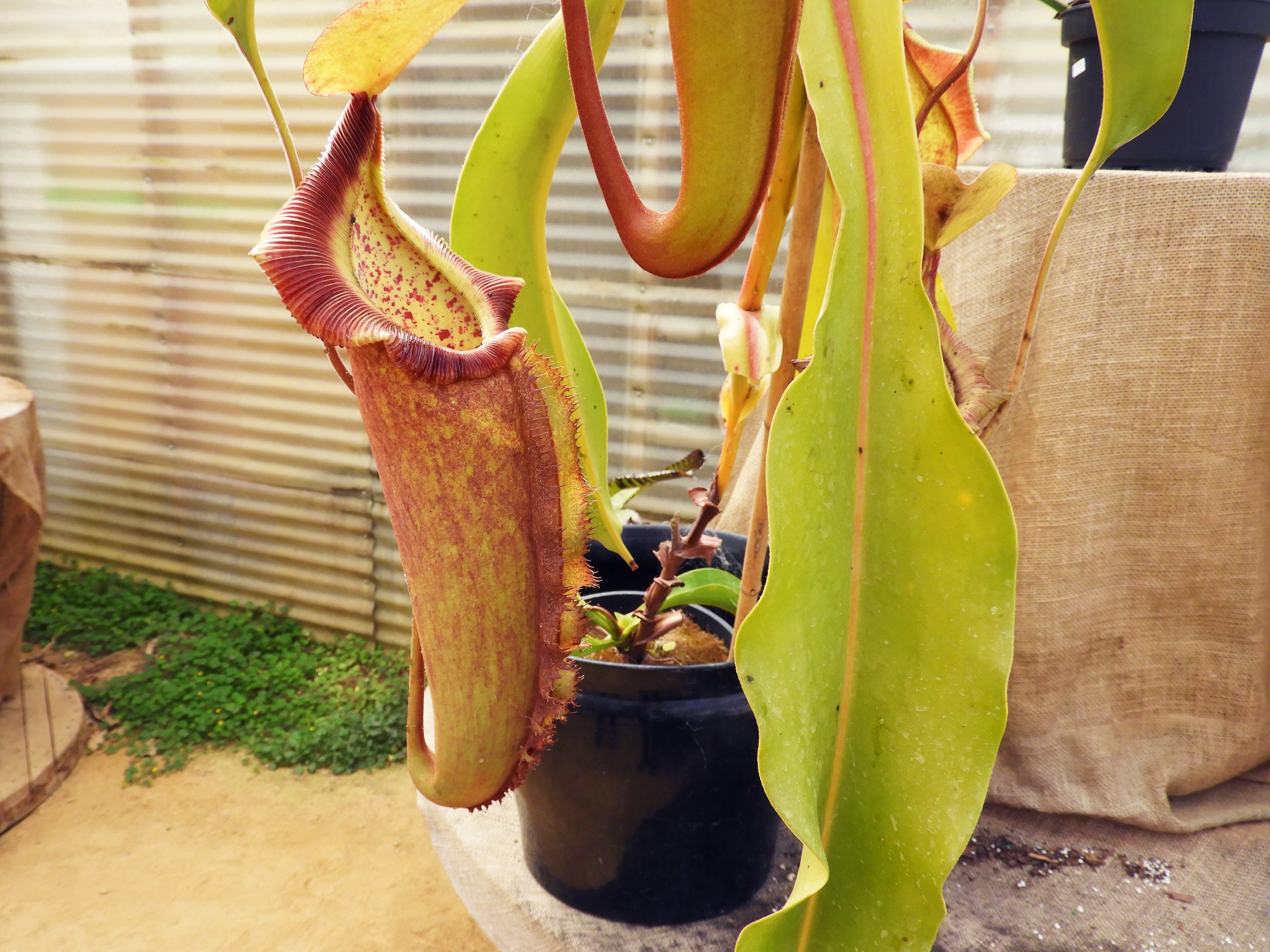 Take a break from the Coronaverse via a tour of Half Moon