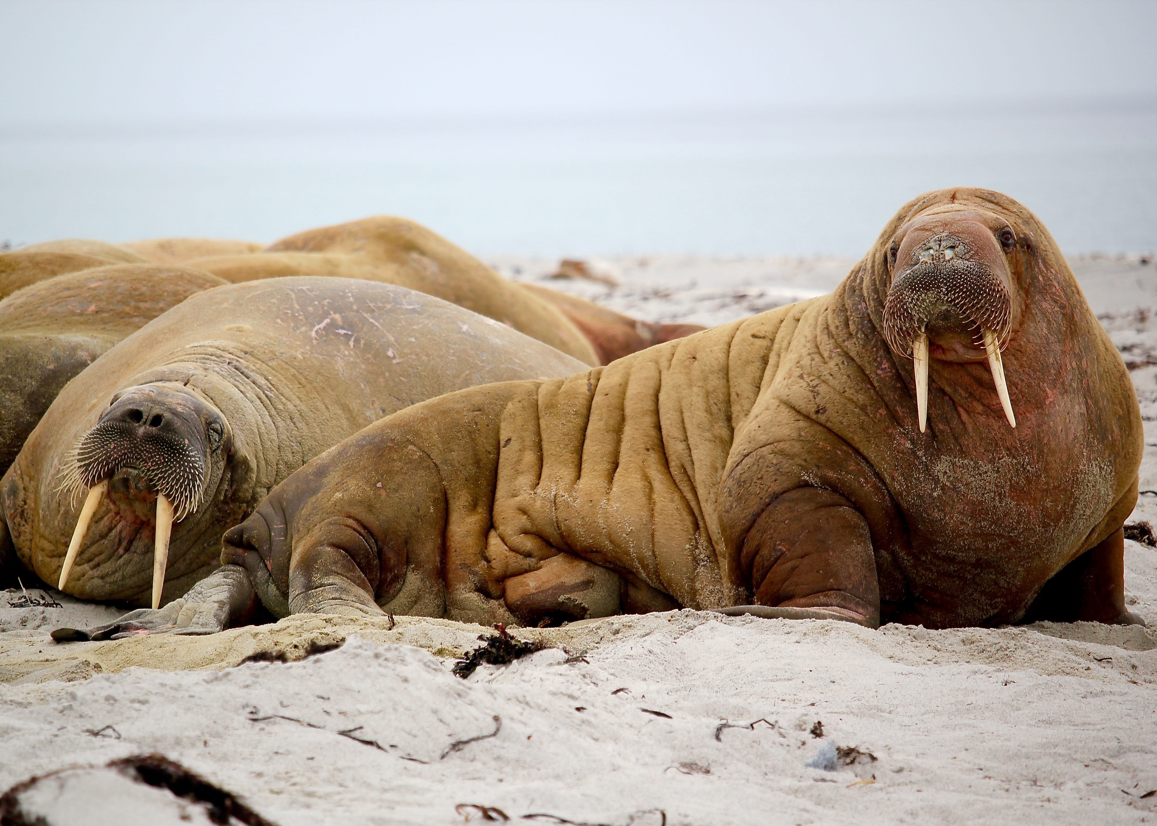 Walruses on the Cliff. A poem | by Jenny Justice | Justice Poetic | Medium