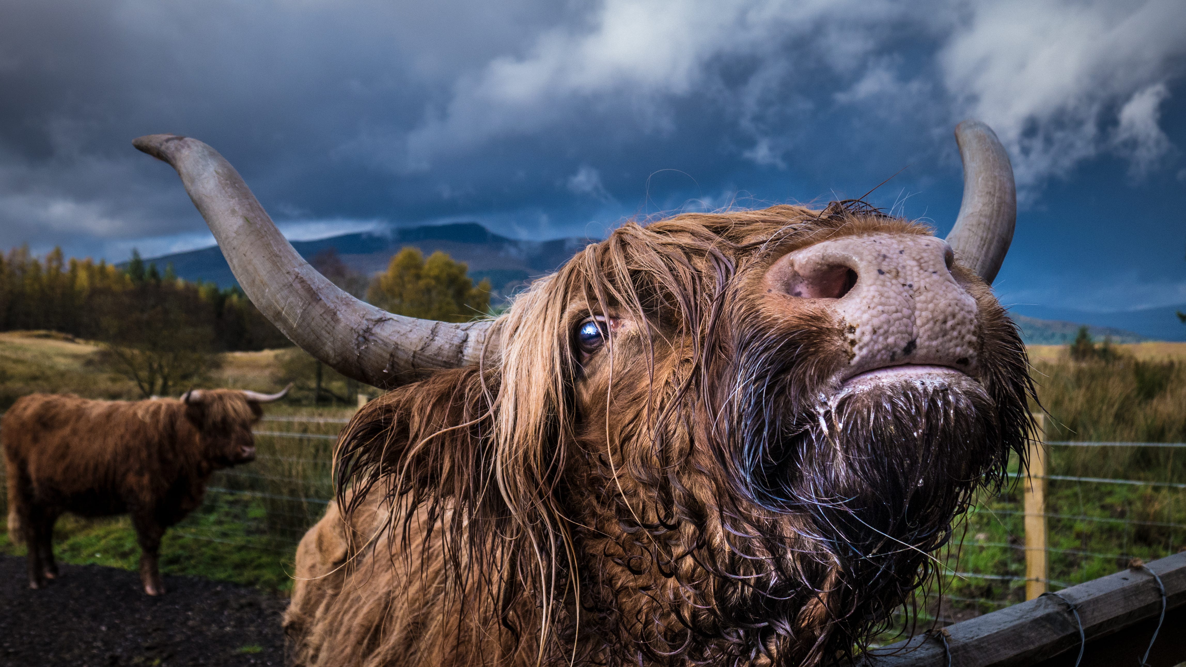 How Does a 1,200 Pound Cow Get Enough Protein? - Sharing Science ...