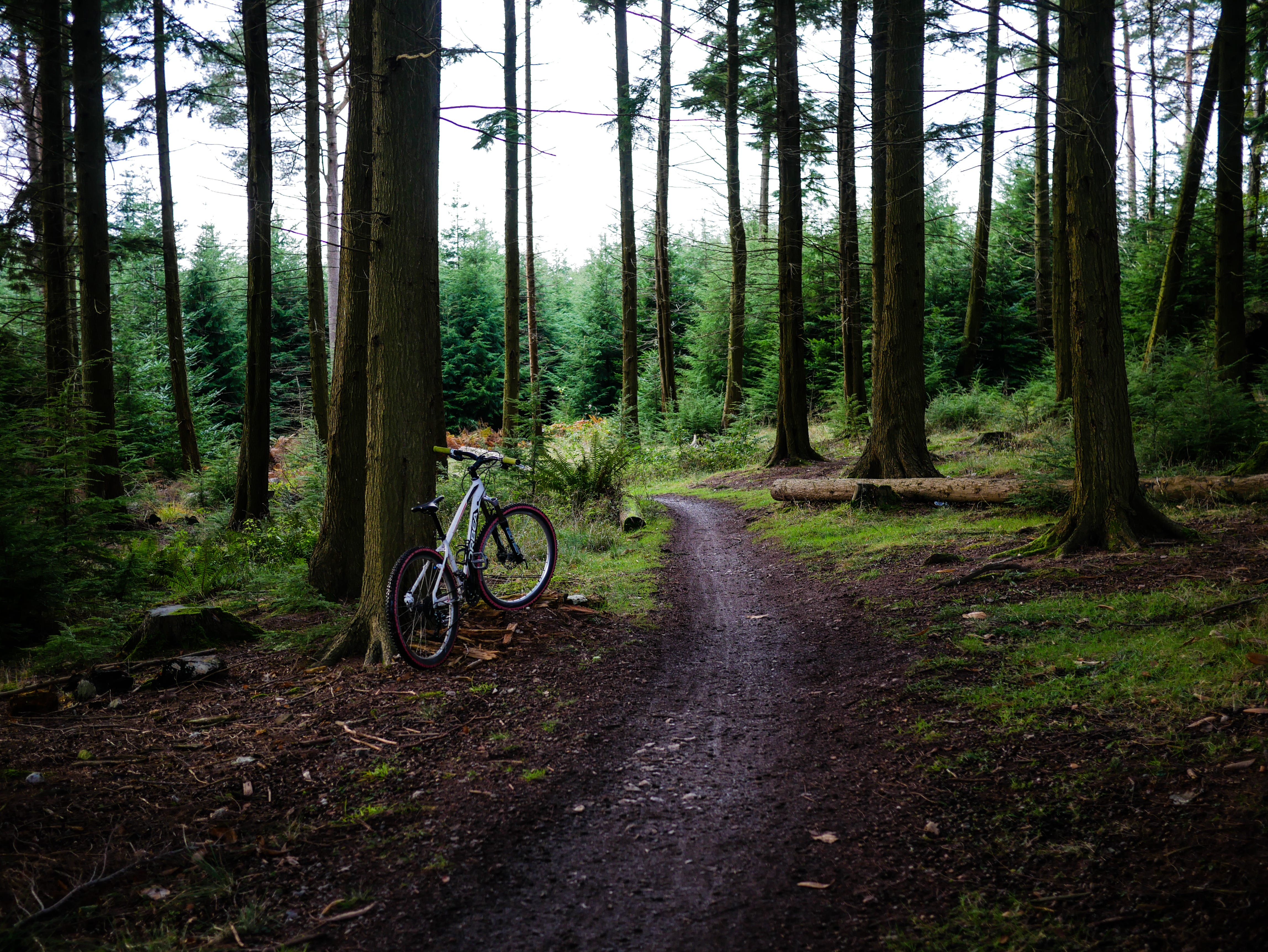 haldon bike trails
