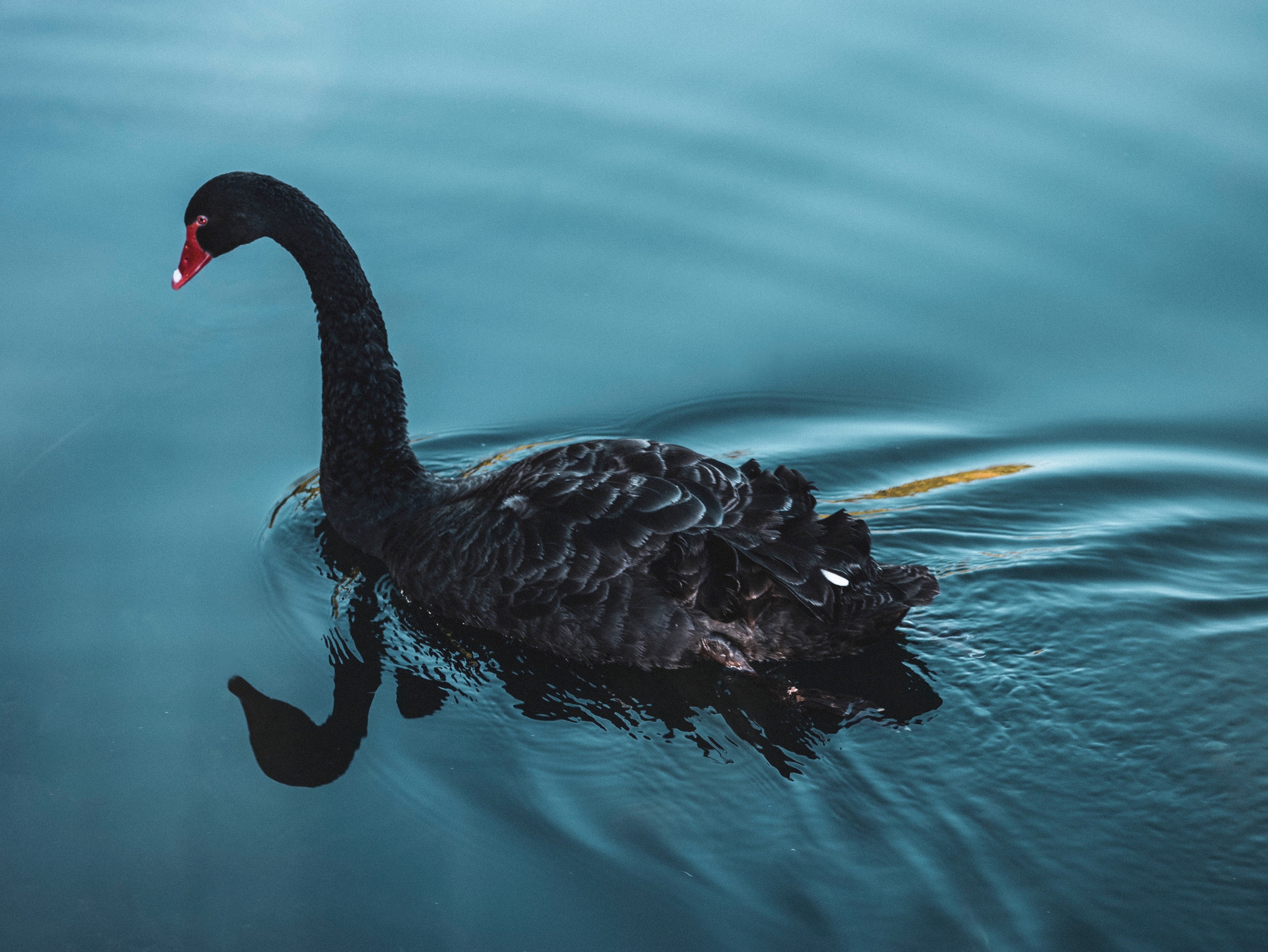 Positioning During A Black Swan Event | by Robert Leinders-Krog (XY01) |  XY01 | Medium