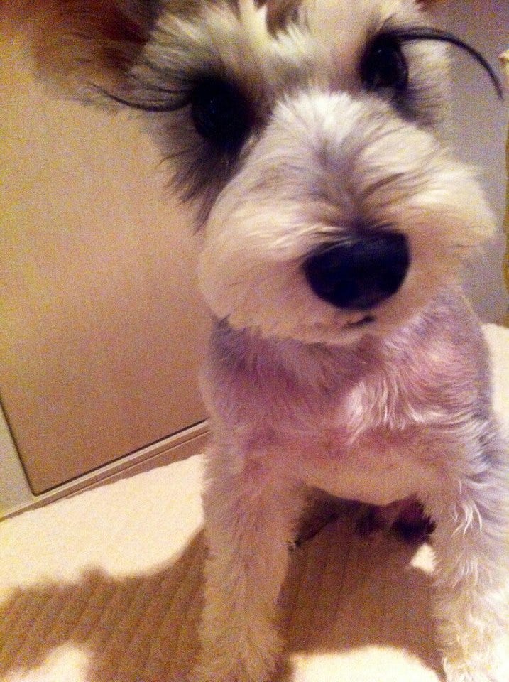 犬との出会い こんにちは By Machico Medium