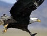 Updates from the U.S. Fish and Wildlife Service