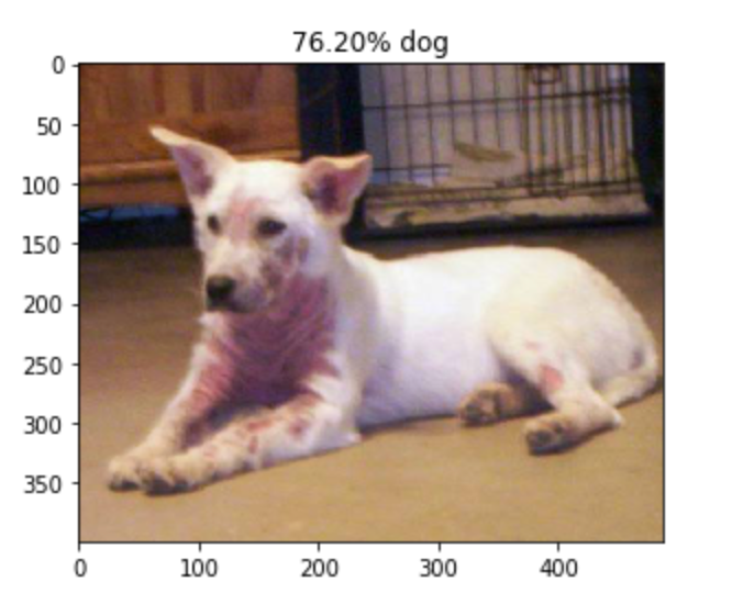 Image Classifier Cats🐱 vs Dogs🐶 by Greg Surma Towards Data Science