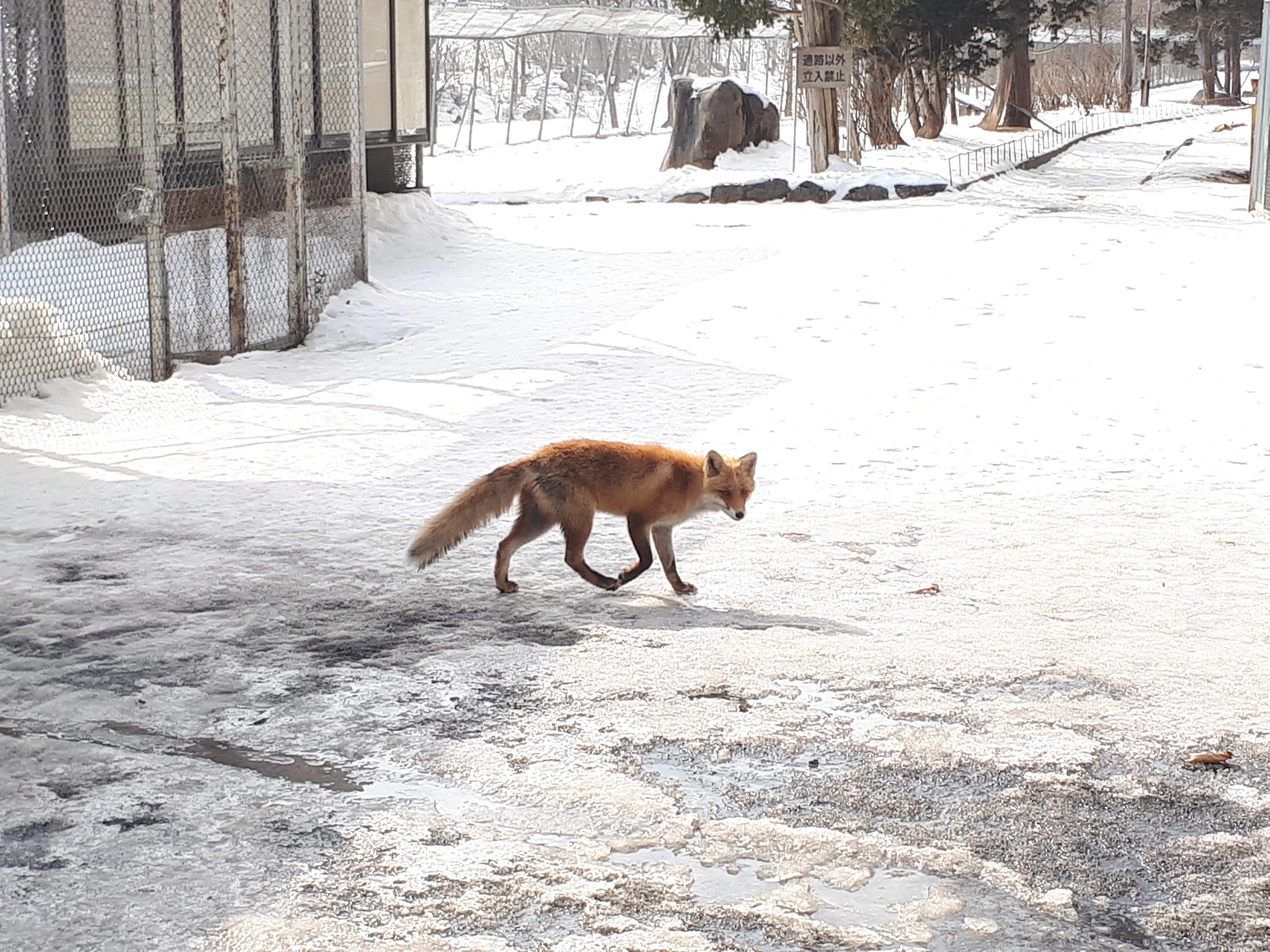 走走看看之北海道 我把這個系列改名了 因為覺得 走吧走吧出發吧 有點太長了 這次去日本將近9 By 挖坑獸