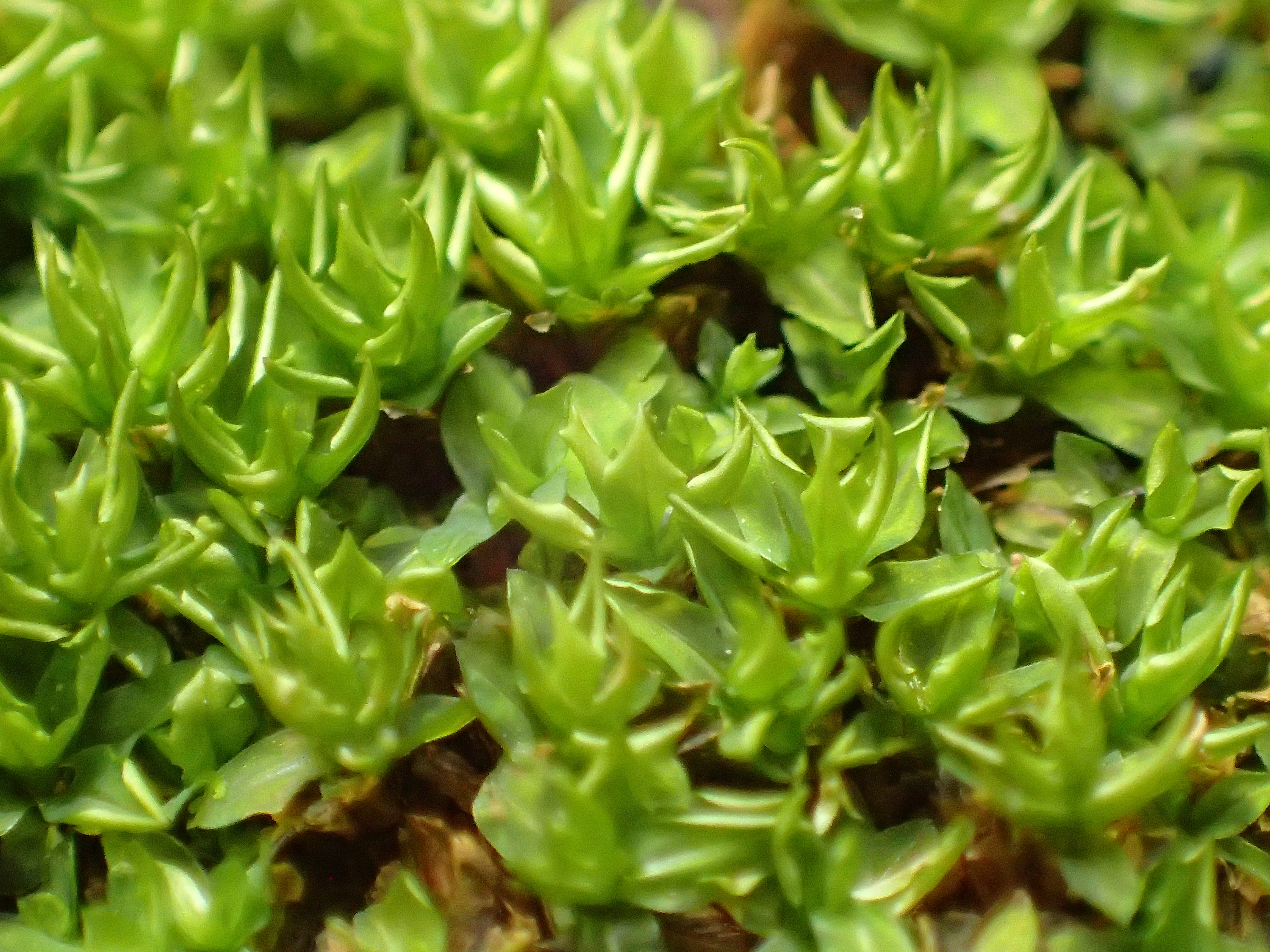 苔蘚學堂 養苔基礎篇part 9 水分需求 水分控制是許多朋友養苔遇到的第二個難題 到底要加多少水呢 似乎永遠擔心苔蘚的水不 By Yu Feng Medium