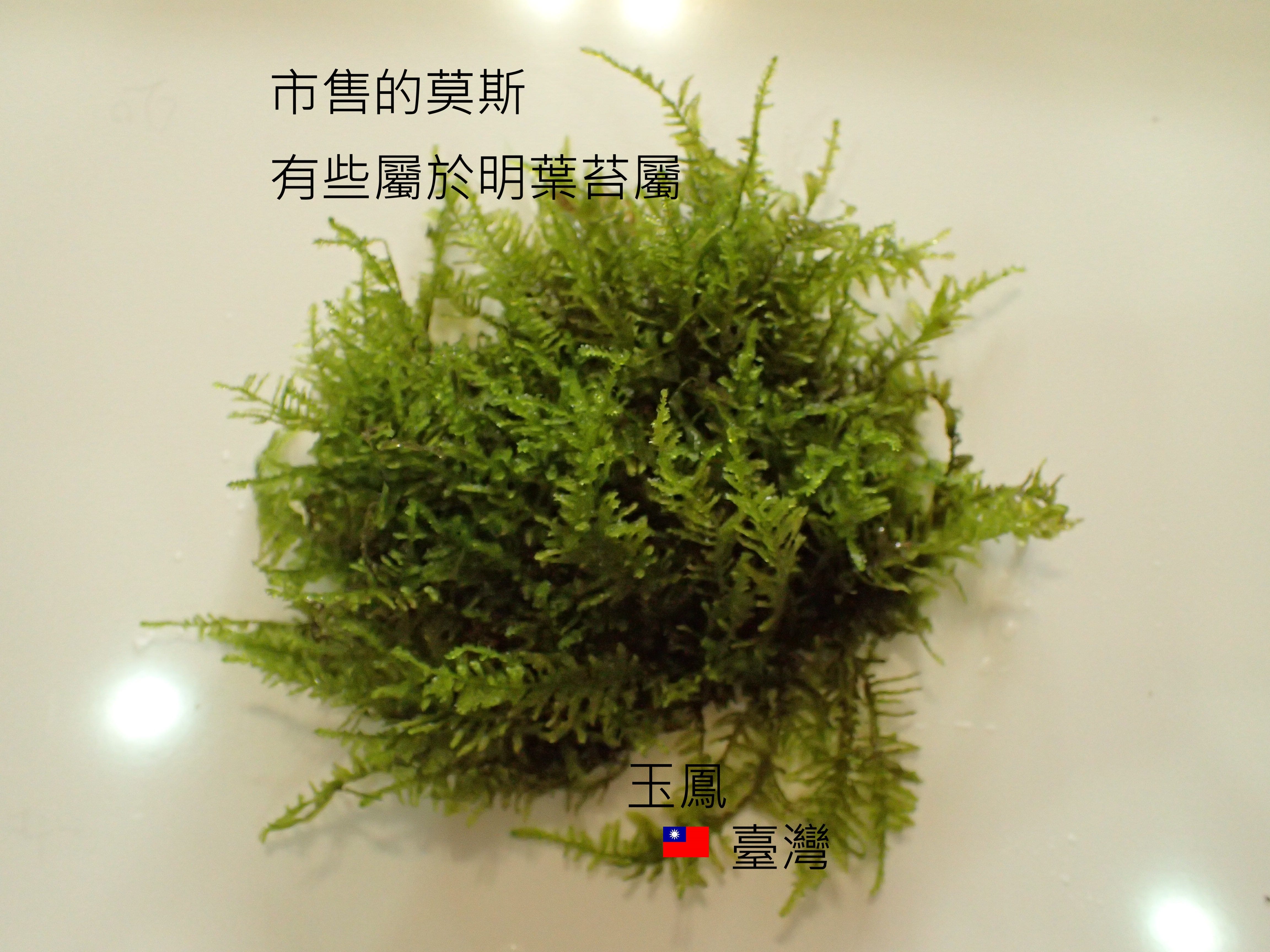 苔蘚學堂 明葉苔 Vesicularia Sp 的培養 簡介 By Yu Feng Medium 苔蘚學堂 明葉苔 Vesicularia Sp 的培養 簡介 By Yu Feng Medium