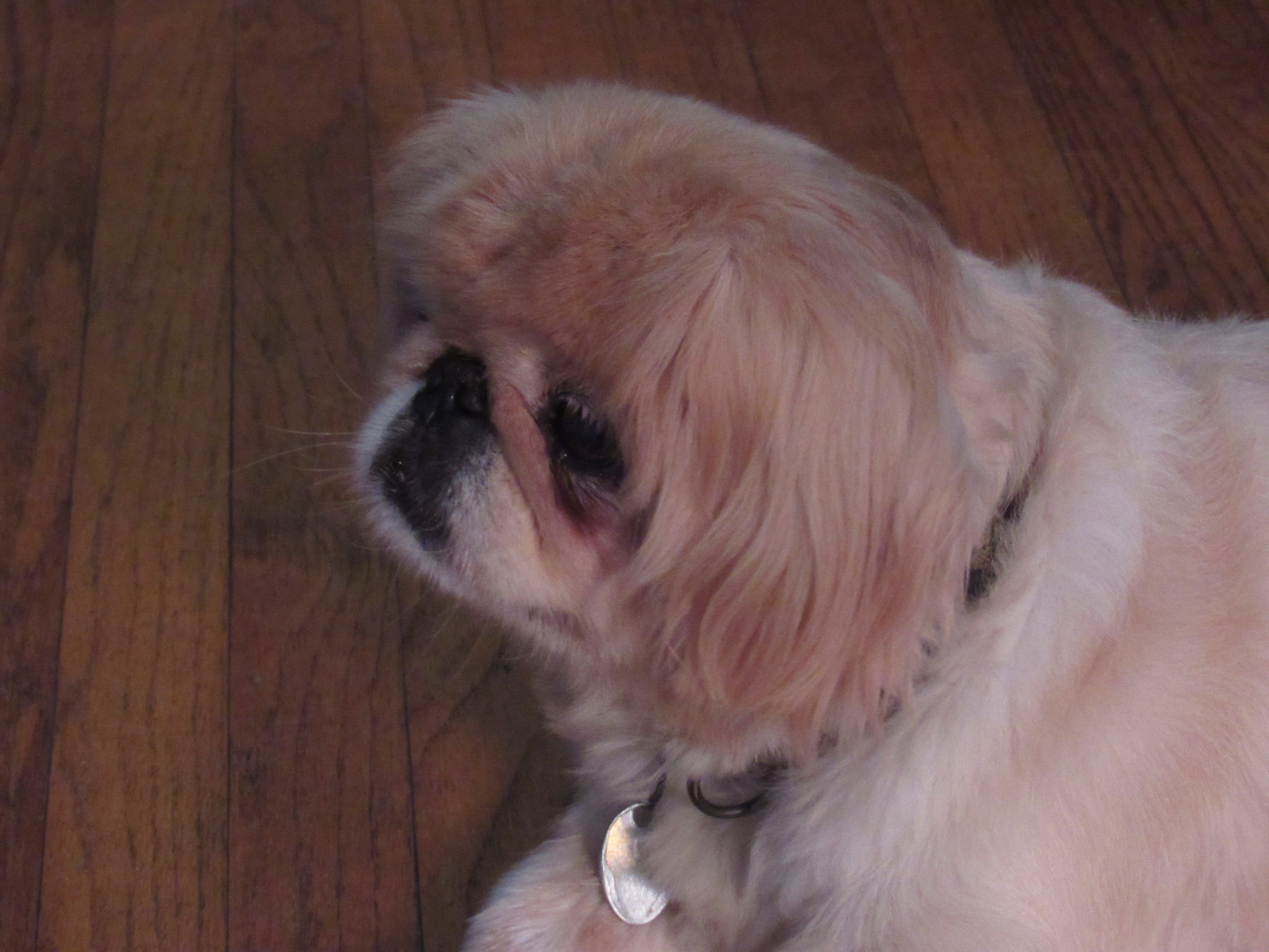 Temporary Dog Crossin G Enres