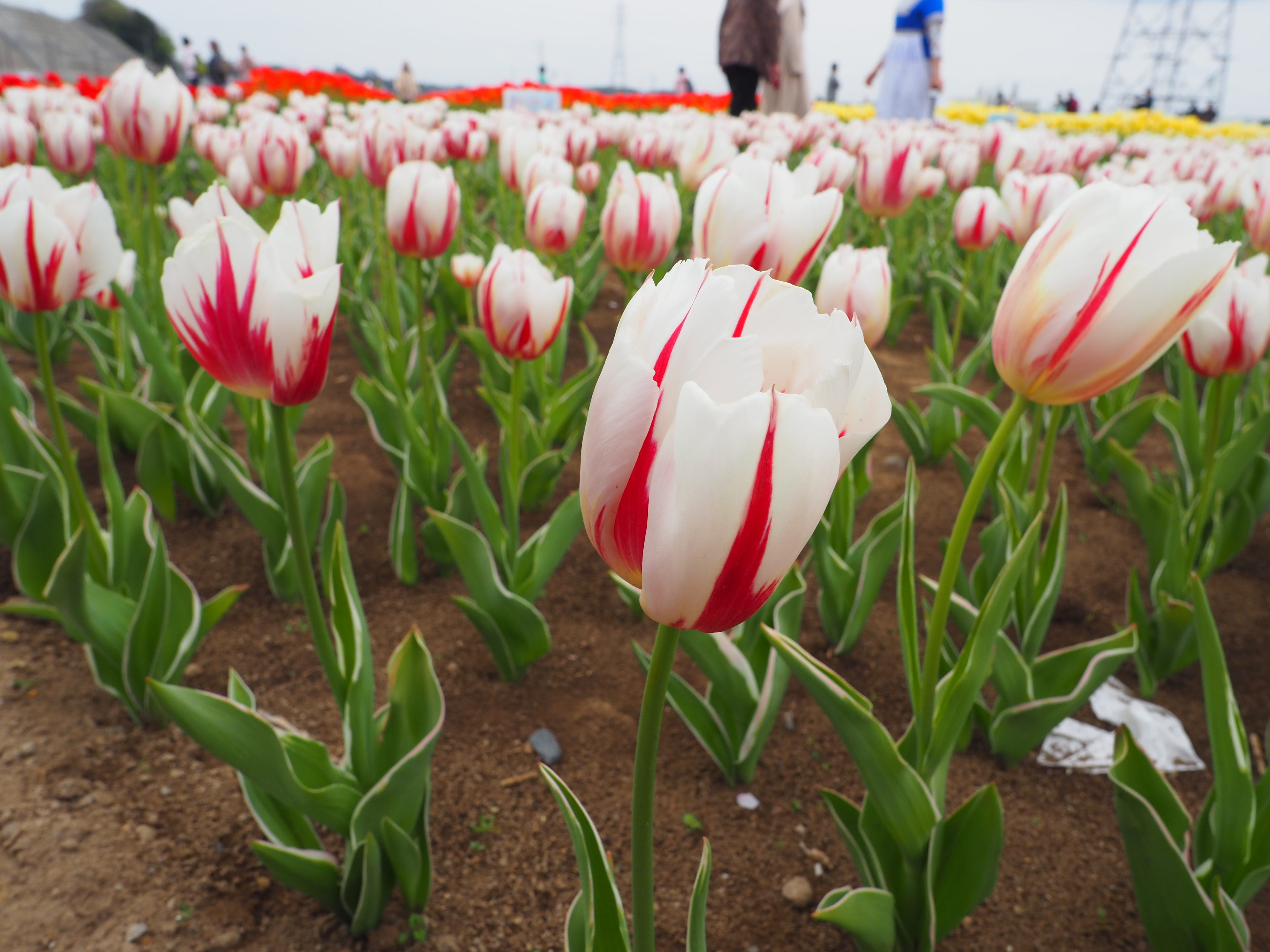 Sakura. Sakura, Chiba, Japan by kabukawa Medium