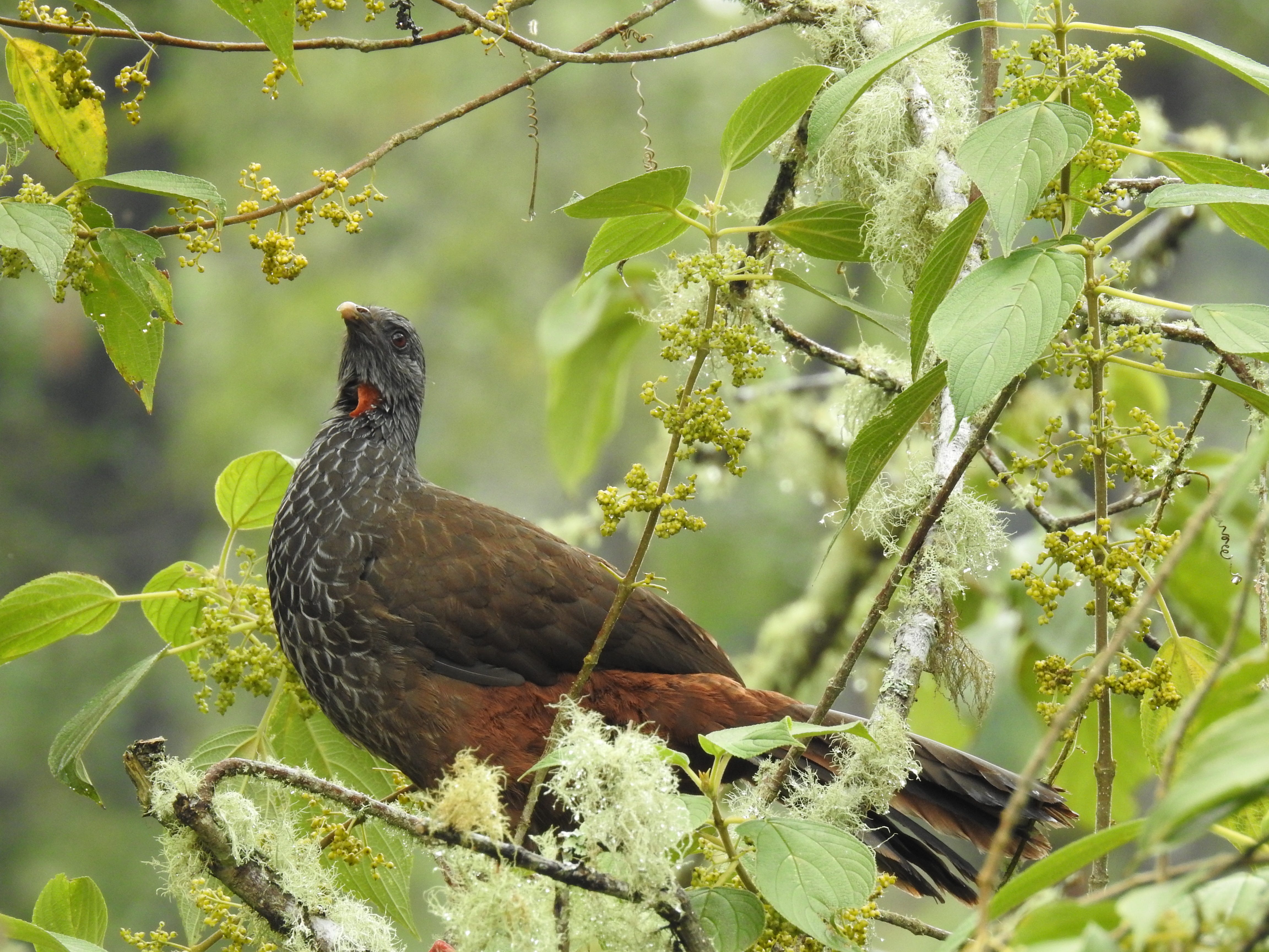 Pavos De Monte Mensajeros Del Dios Sol Laguna Serpiente
