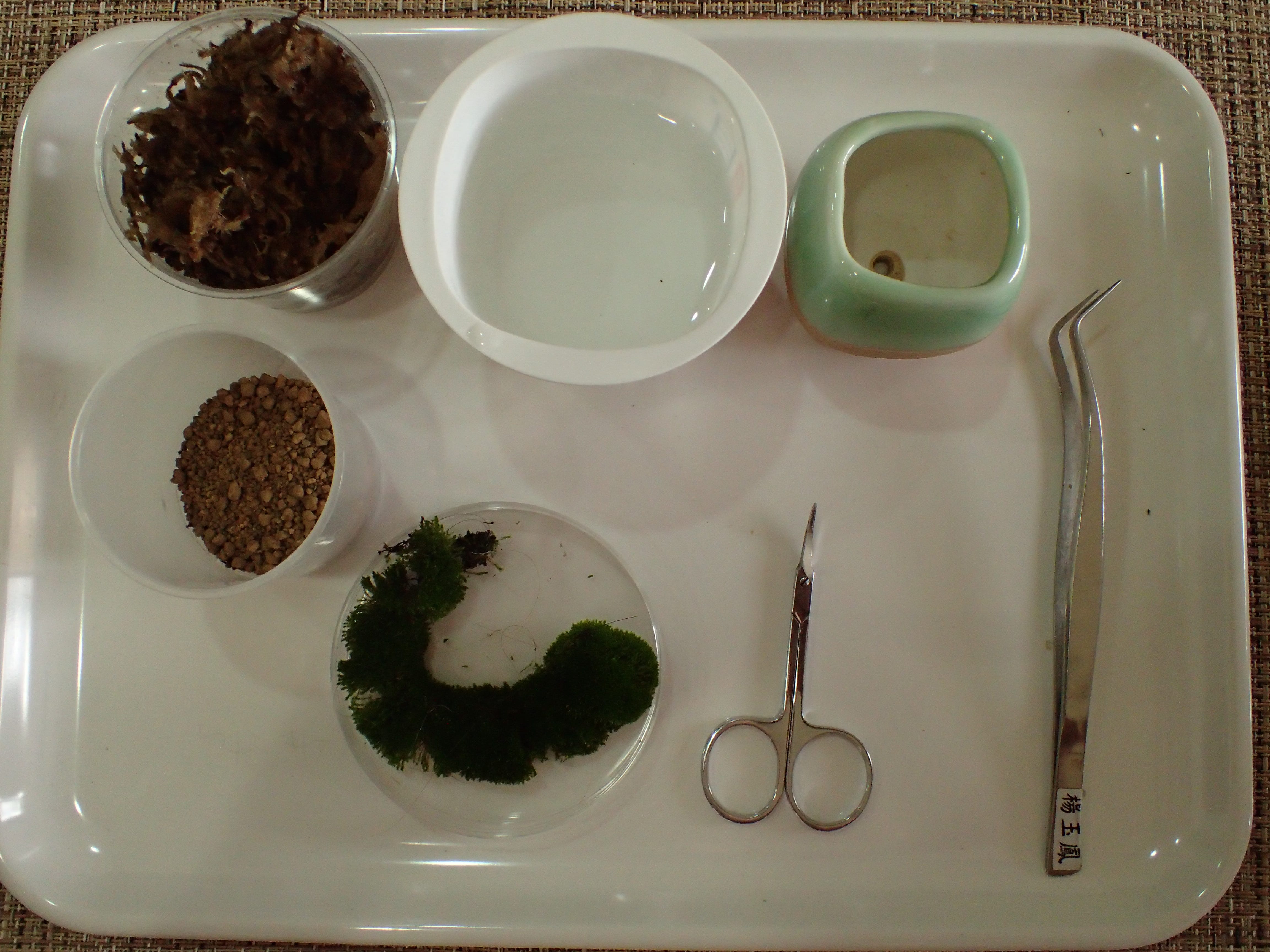 苔蘚學堂 養苔基礎篇part 7 從採苔至盆栽製作 以真苔為例 By Yu Feng Medium 苔蘚學堂 養苔基礎篇part 7 從採苔至盆栽製作 以真苔為例 By Yu Feng Medium