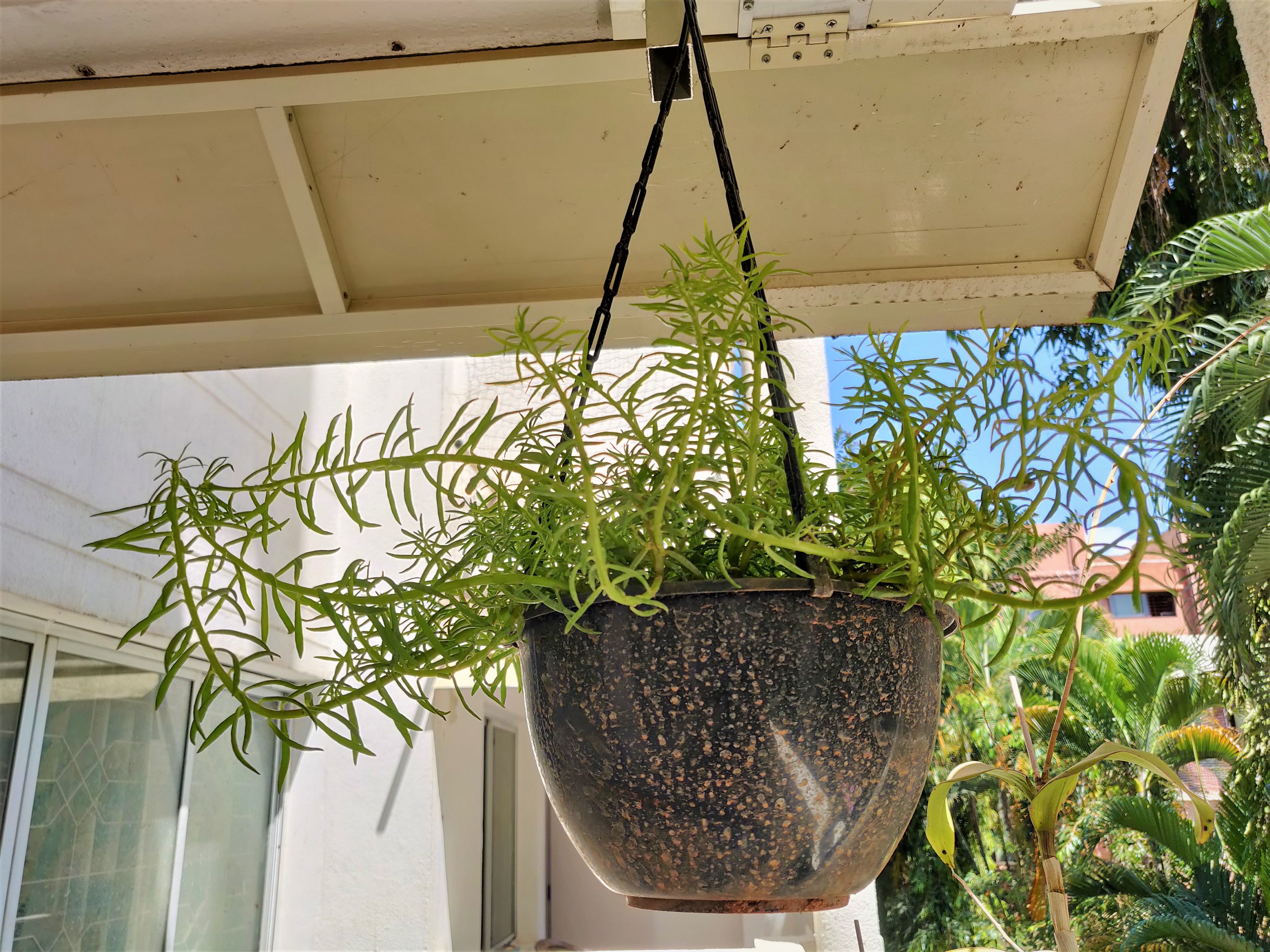 Designing your Balcony Space with easy to maintain plants | by ...