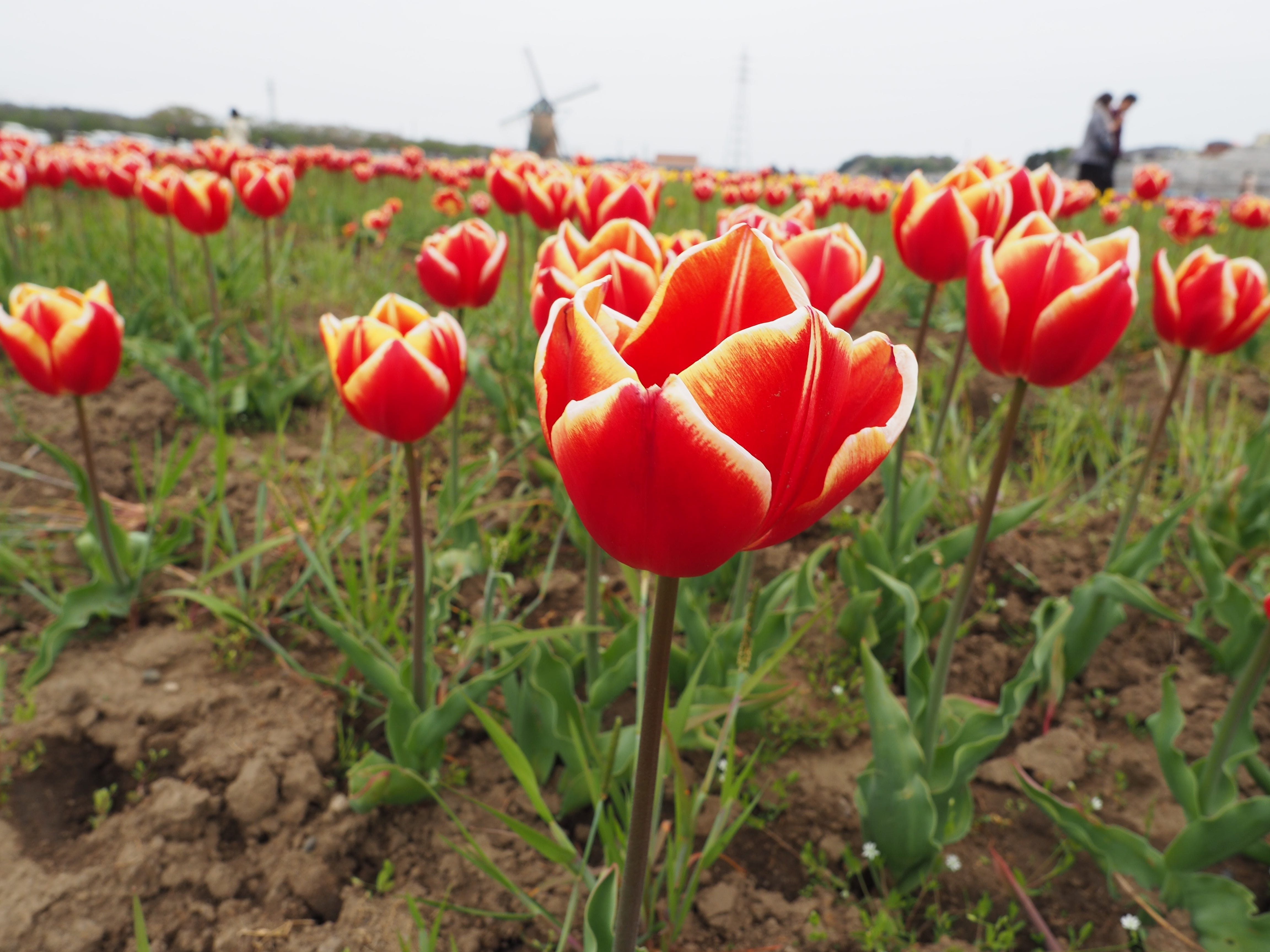 Sakura. Sakura, Chiba, Japan by kabukawa Medium