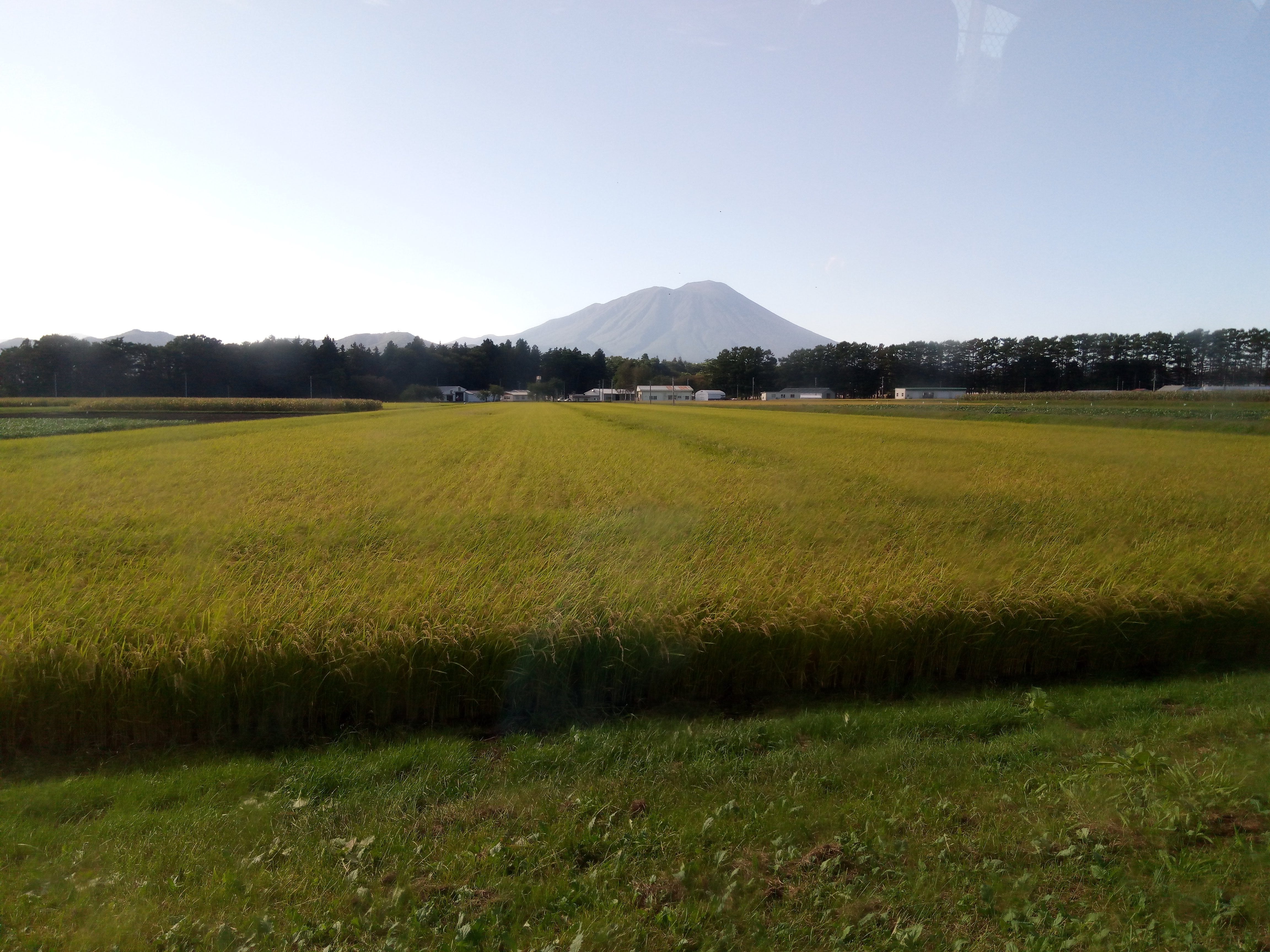 Can pesticide use in rice paddy fields be made smarter?
