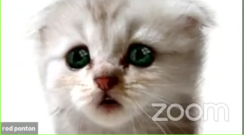 How to Use a Cat Filter Like the One in the Viral Zoom Courtroom Video by Thomas Smith Debugger