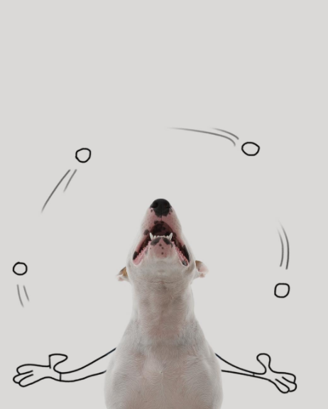 jimmy the bull terrier
