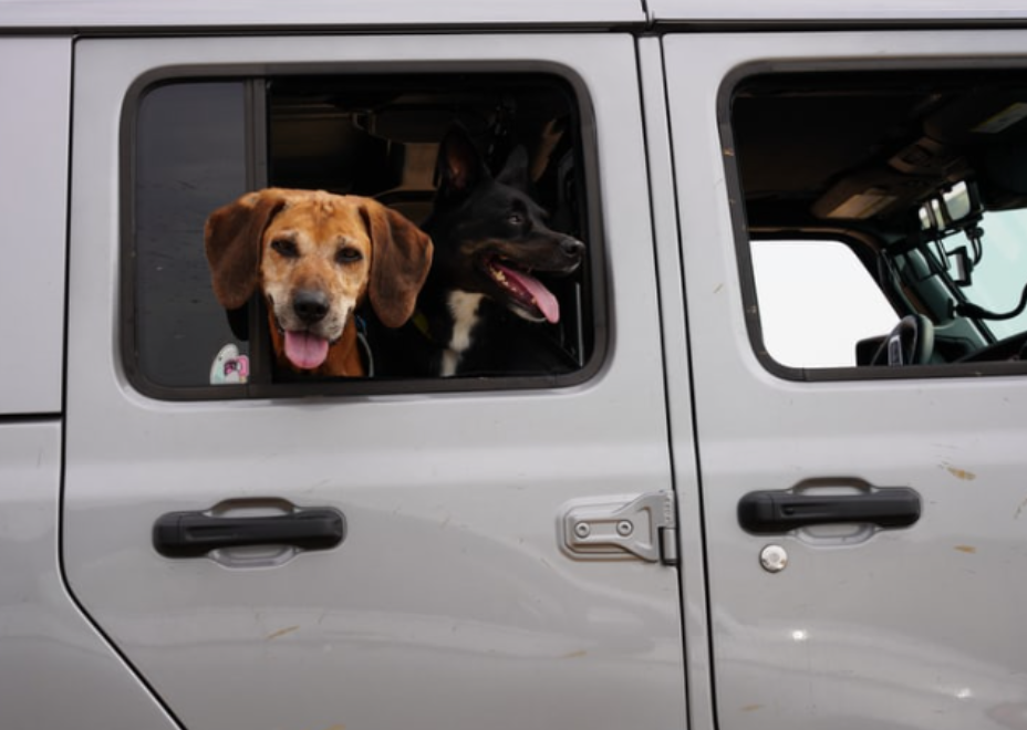 Is Your New Dog Carsick OR Already Attached By Content Introvert is-your-new-dog-carsick-or-already-attached-by-content-introvert
