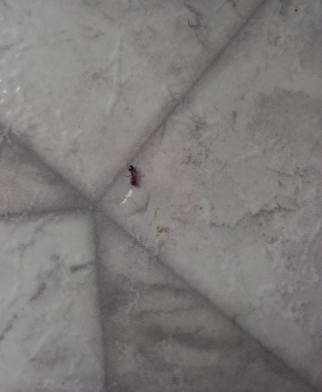 the image is of a small black ant on a countertop drinking, or what is think is drinking from a puddle of water