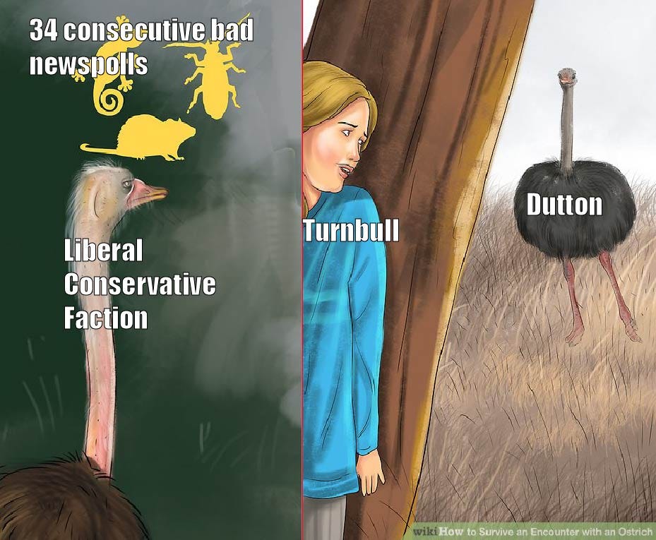 The Last 3 Months Of The Liberal Party Told In Wikihow Ostrich