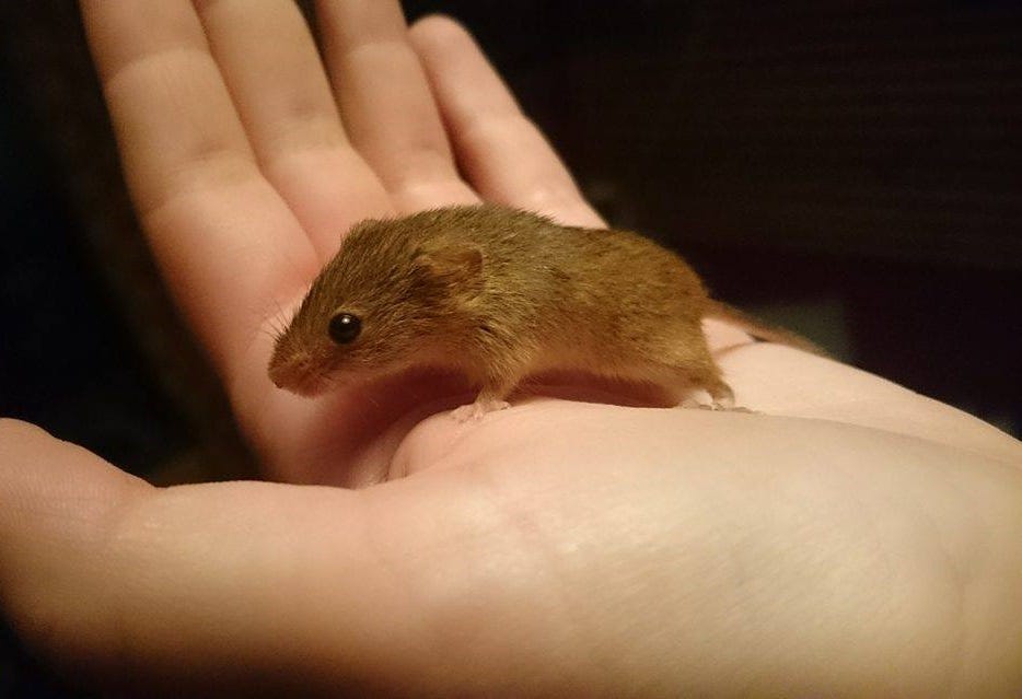 Eurasian harvest mouse — Animal profiles | by Fernanda Fadel — Science  writer | Medium