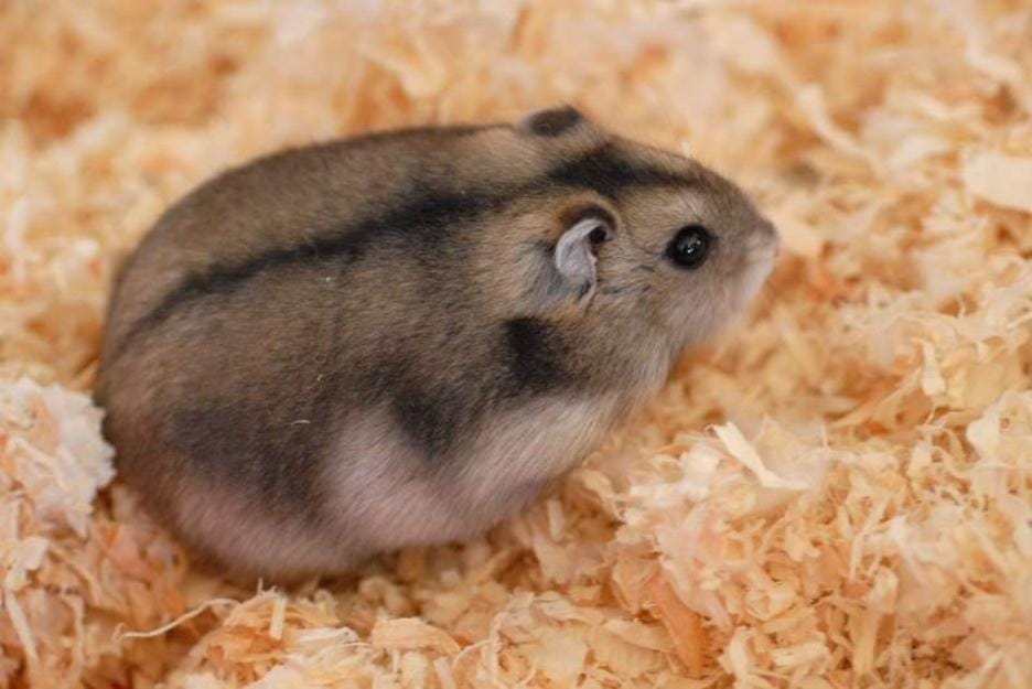 tiny hamster