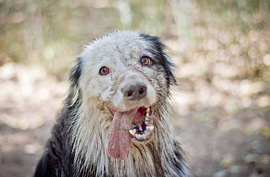 Mantener a tu perro limpio no es capricho, es un regalo a su salud | by  DogCrowd | Medium