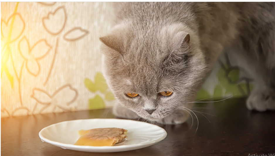 What To Do If Your Cat Is Not Eating On Time By Paws Doc Jan 2021 Medium