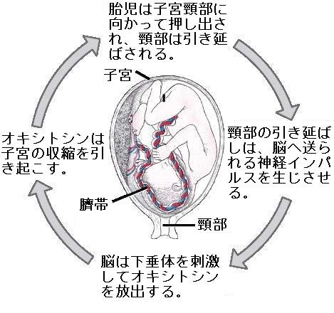 生物学 第2版 第33章 動物体 基本形態と機能 Japanese Translation Of Biology 2e By Better Late Than Never Medium