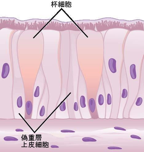 生物学 第2版 第33章 動物体 基本形態と機能 Japanese Translation Of Biology 2e By Better Late Than Never Medium