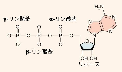 生物学 第2版 — 第6章 代謝 —6 | 代謝6.1 | エネルギーと代謝6.2 | ポテンシャルエネルギー、運動エネルギー、自由エネルギー、活性化エネルギー6.3 | 熱力学の法則6.4 | ATP:アデノシン三リン酸6.5 | 酵素