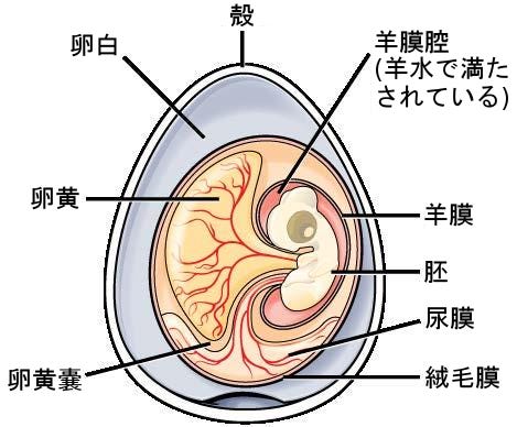 生物学 第2版 第29章 脊椎動物 Japanese Translation Of Biology 2e By Better Late Than Never Medium