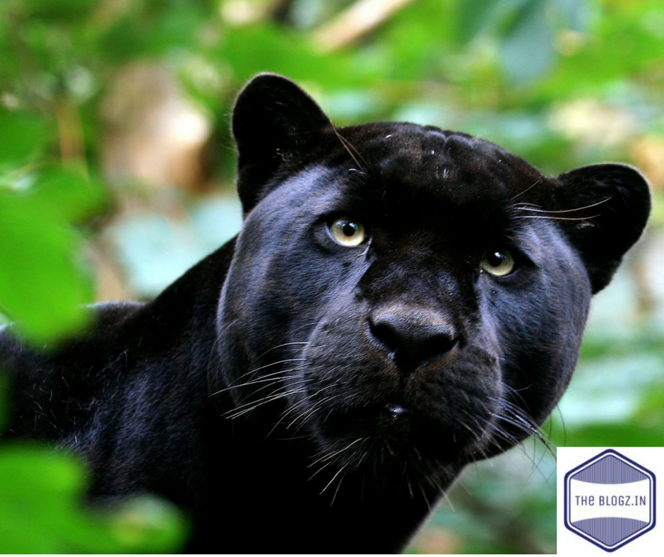 Black Panther Animal — The Animal Kingdom By Piyush Goel Medium