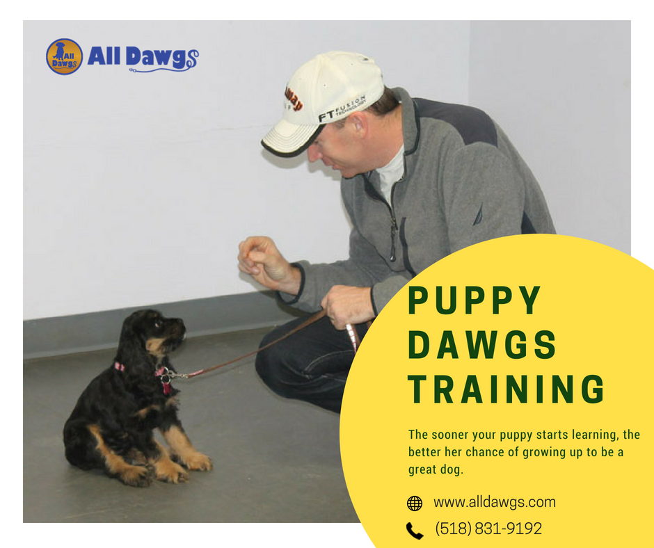 all dawgs training