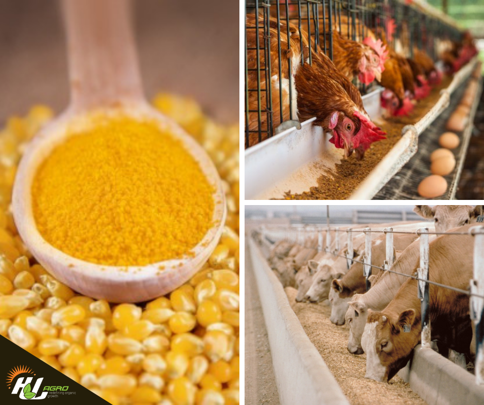 Corn Gluten The Animal Feed Nutrient by HLAgro Medium