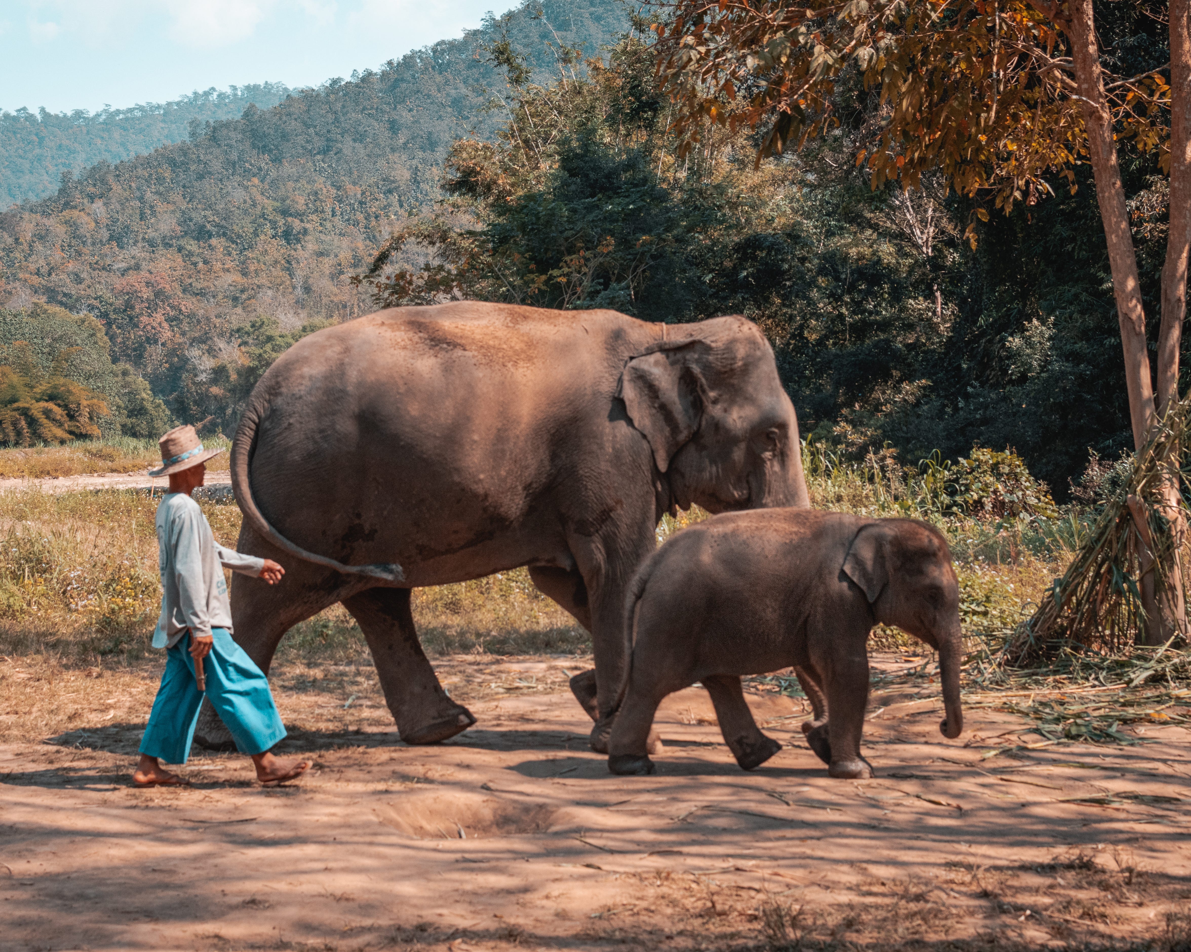 Leaving Time Is A Magical Read This Post Includes An Affiliate Link Www Newsbreak Com News What Elephants Know About Love And Life S Influencer Illumination Medium